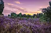 Besonders schön ist die Heideblüte zum Sonnenauf- oder -untergang. Aber auch dazwischen lohnt sich ein Besuch der zahlreichen Hot-Spots.