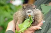 Ein Nutria-Junges auf dem Arm einer Pflegerin bei Looki in Bergedorf