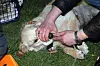 Ein Hund wird behandelt (Archivfoto).