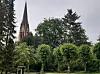 Rotbuche bei der Johanniskirche Altona