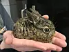 Hasenbaby auf der Hand