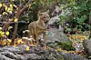 Ein Goldschakal (Canis aureus) steht auf einem verrottenden Baum...