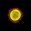 Coronavirus im Mikroskop.