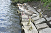 Graugänse mit Küken an der Binnenalster