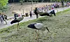 Flugschau beendet