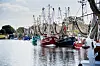 Bunte Krabbenkutter liegen m Fischerhafen von Greetsiel (Niedersachsen).