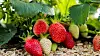 Erdbeeren