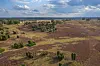 Die Lüneburger Heide ist von Hamburg aus gut mit dem Zug zu erreichen.