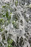 Riesen-Netze der Gespinstmotten sind am Eppendorfer Mühlenteich zu sehen.