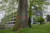 Eichen im AK Altona
