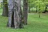 alter Baum soll gefällt werden