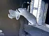 Bildaufnahme einer Infrarotkamera, auf der eine Wanderratte eine Fledermaus aus der Luft fängt.