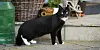 Schwarzer Kater (Symbolbild).