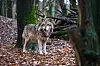 Ein Europäischer Wolf in einem Gehege vom Wolfcenter Dörverden. (Symbolbild)