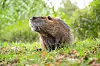 Ein Nutria steht im Gras (Symbolbild).
