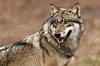 Die Politiker:innen in Niedersachsen diskutieren über ein Jagdrecht für den Wolf (Symbolbild).