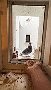Taube mit Echtholz­parkett: Oßkar hat in der Fensternische ein Zimmer eingerichtet bekommen.