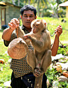 Thailand - Affen ernten Kokosnüsse