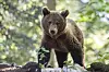 Europäischer Braunbär (Ursus arctos arctos) im Wald, in freier Wildbahn
