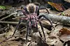 Die in Georgsmarienhütte gefundende Spinne könnte aus Kolumbien stammen – so wie diese Kleinere Kolumbianische Riesenvogelspinne.