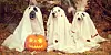 So kann man es natürlich auch machen, aber wir stellen Ihnen noch ein paar richtige Halloween Kostüme für Hunde und Katzen vor.