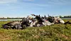 Tote Kraniche liegen im Linumer Teichland (Brandenburg)