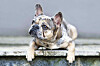 Merlefarbene Französische Bulldogge