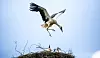 Ein Jungstorch unternimmt über seinem Horst erste Flugversuche und hebt immer wieder ab, während ihm seine Geschwister zusehen.