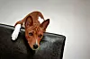Ein Hund der Rasse Basenji schaut am Montag (22.02.2010) bei einem Züchter in Trechtingshausen neugierig von einem Podest.