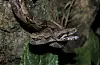 Boa Constrictor