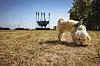 Ganz schön trocken: Das verwirrt sogar den Hund.