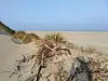 Kniepsand Amrum