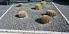 Für Insekten, Vögel und das Mikroklima wertlos: Ein grauer Schottergarten mit gestutzten Ziergräsern.