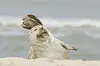 Kegelrobbe schlafend am Strand