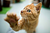 Katze