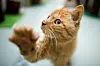 Katze