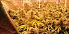 Eine Marihuana-Plantage (Symbolfoto)
