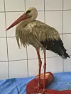 Verschmutzter Storch