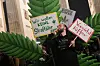 Des einen Freud... Während erwachsene Kiffer die Teil-Legalisierung von Cannabis feiern, haben viele Eltern große Sorgen.