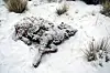 Ein extremer Wintereinbruch in der Mongolei hat dafür gesorgt, dass Millionen Nutztiere sterben (Archivbild).