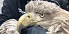 Der Seeadler war mit einem Windrad kollidiert und schwer verletzt worden.
