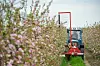 Ein Landwirt dünnt blühende Apfelbäume der Sorte „Braeburn“ mithilfe eines „Tree-Darwin“ aus.