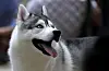 Ein Husky schaut nach oben