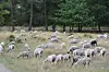 Grasende Schafe auf der Boberger Niederung