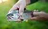 Fangverbot Fische