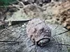 Die gefundene Handgranate liegt auf einem Baumstumpf.