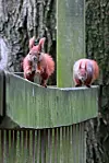 Über eine Brücke sollen die Eichhörnchen am Stintfang sicher über die Straße kommen – nicht alle finden den Einsatz für die kleinen Tierchen gut.