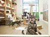 Eine Katze im Tierheim Süderstraße.