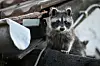 Waschbären