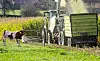 Mit einem Maishäcksler und einem Traktorgespann wird neben einer Kuhweide ein Maisfeld abgeerntet.
